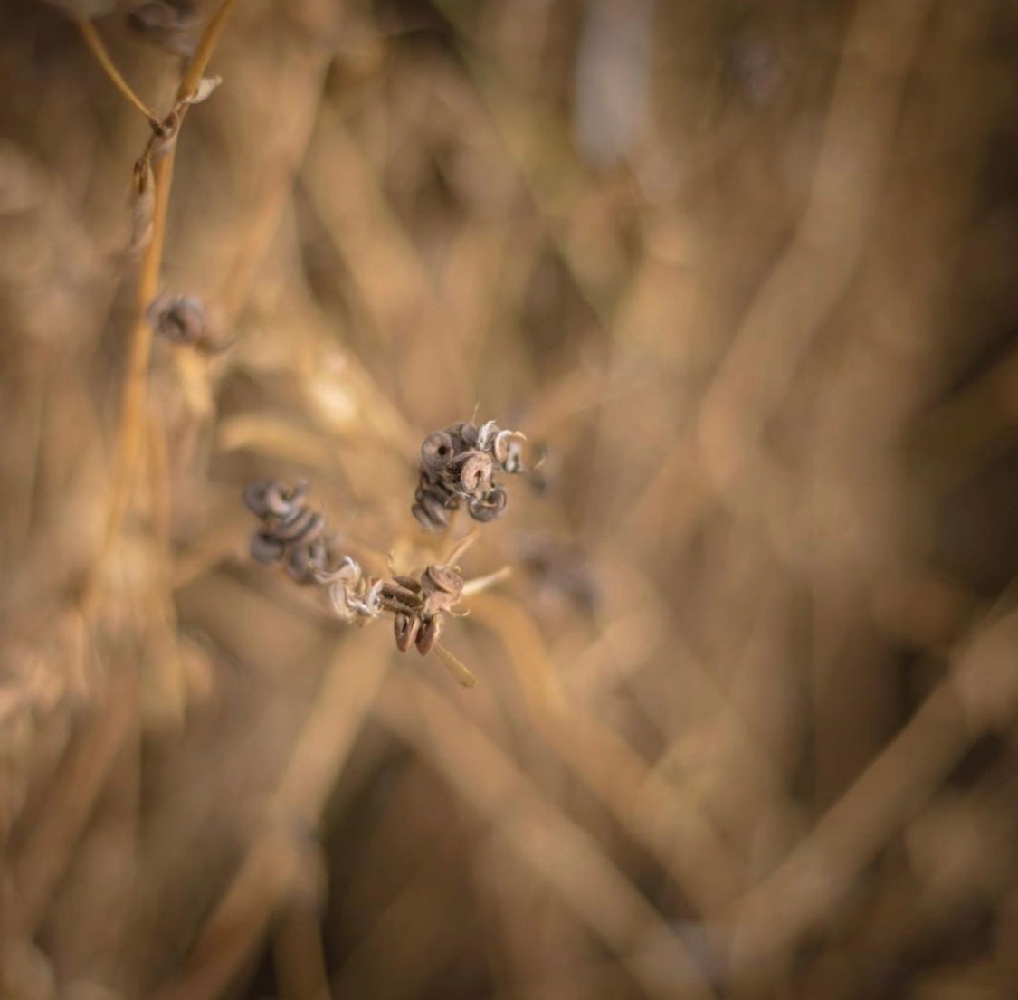 Alfalfa Sprouting Seed 500g